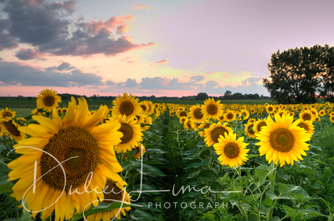 Sunflowers, Sunflower Field, Sunset, Mathieson State Park