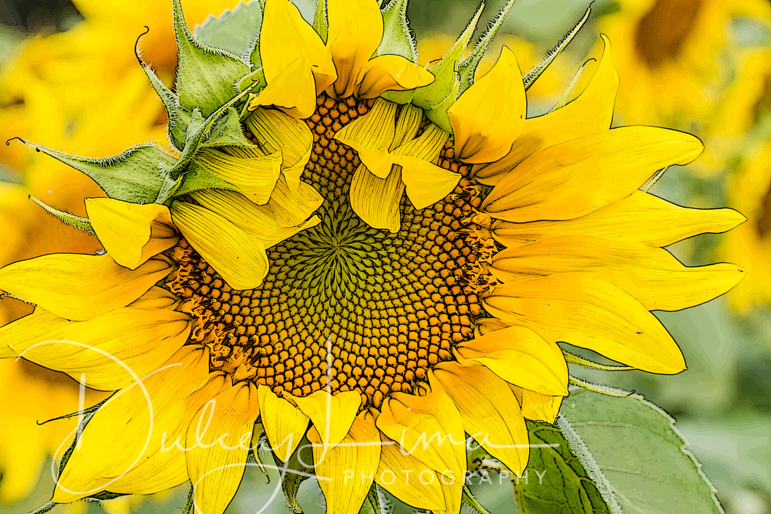  Sunflower, Mathieson State Park, Illinois