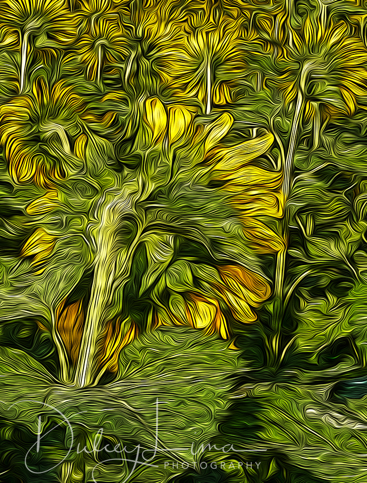 Sunflowers, sunflower backs, Mathieson State Park, Illinois