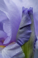 Iris Bud and Flower