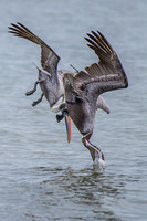 Pelican Deep Dive