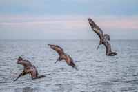 Pelicans Preparing to Strike