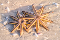Sunlit Sea Stars
