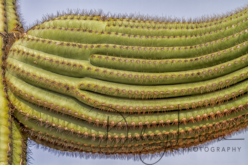 Saguaro Arm