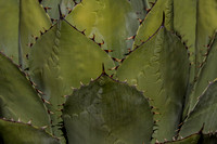 Agave Close Up