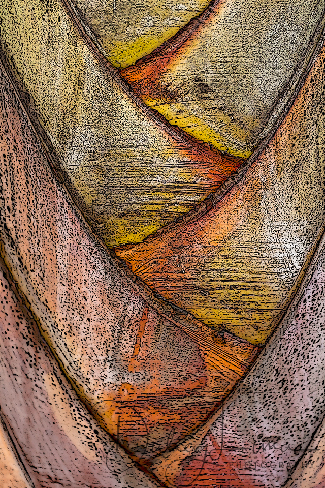 Palm Bark Abstract