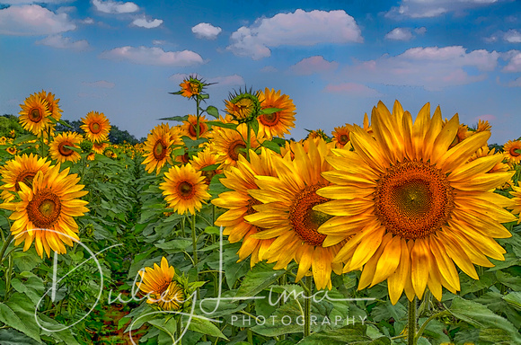 Sunflower Menagerie
