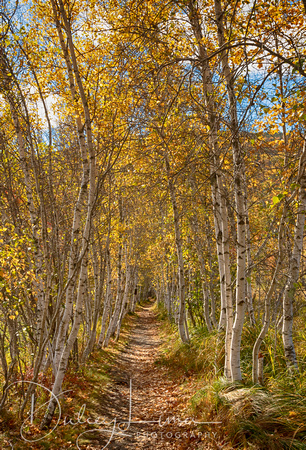 Birch Trees on the Hemlock Trail