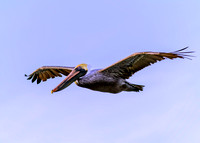 Pelican Soaring