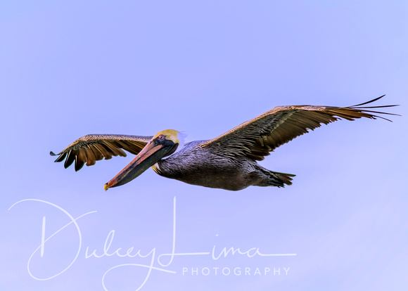 Pelican Soaring