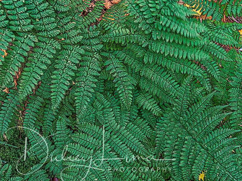 Fern Patterns