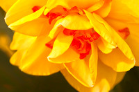 Fanciful Daffodil