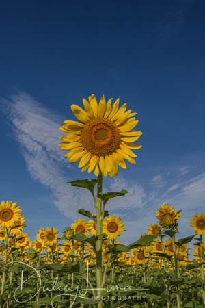 Single Sunflower Against a Blue Sky