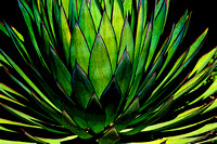 Agave Tipped with Fire