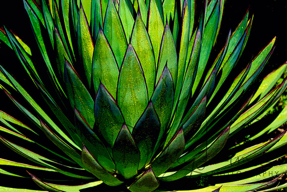 Agave Tipped with Fire