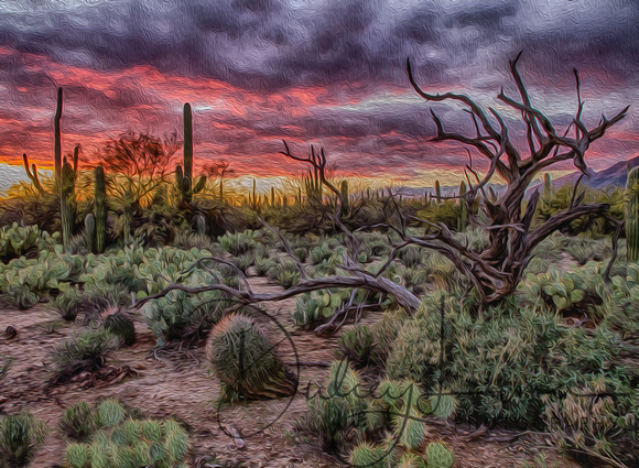 Old Mesquite and Cactus at Daybreak