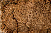 Tree Rings at Kodachrome State Park