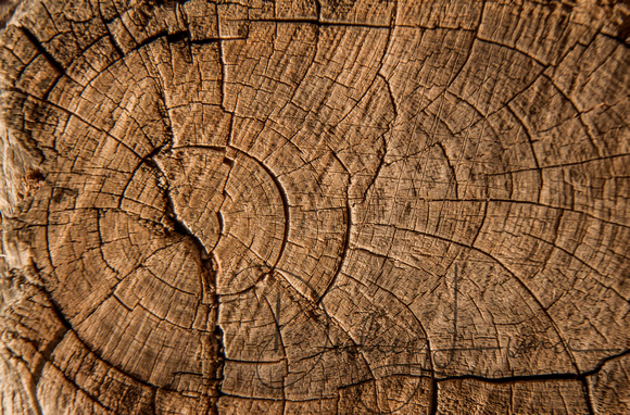 Tree Rings at Kodachrome State Park