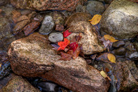Leaves Falling on Rocks and Water