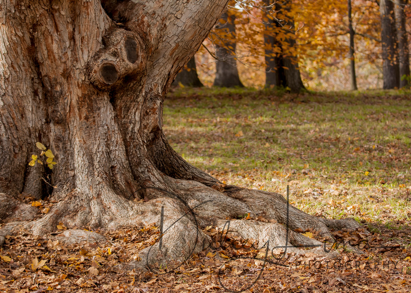 Mijabe Maple with Fall Backdrop