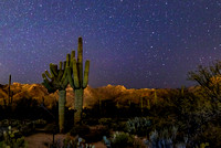 Crested Saguaro and Mate Against the Night Sky