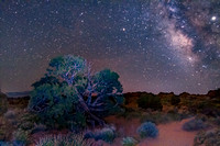 Milky Way Over Lone Tree
