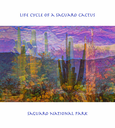Life Cycle of a Saguaro Cactus