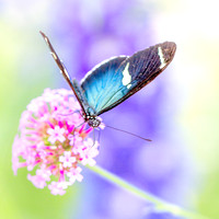 Exotic Butterfly on Flower